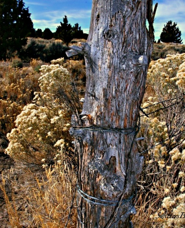 fence+post-Barbed wire-SwittersB-Oregon