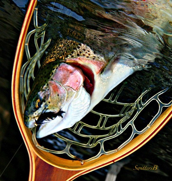 half in the bag-net-fly fishing-trout-SwittersB