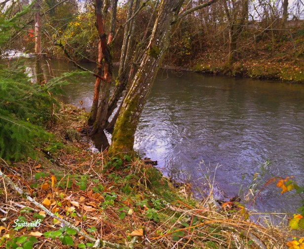 Johnson Creek+Portland-Oregon-photography-Switters