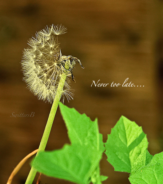 making wishes-wishing you-SwittersB-life-wishes-photography