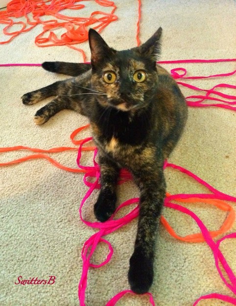 Ninnie-yarn-cat-photography-SwittersB