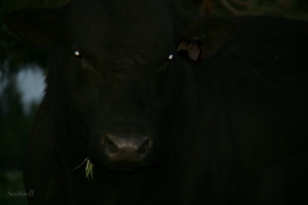 Oregon-bull-eating-darkness-photography-SwittersB