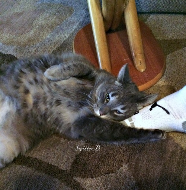 Penny the Cat-full-cat-pet-tabby-SwittersB