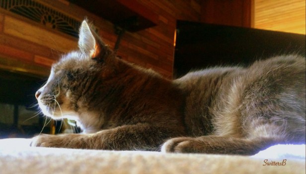 Penny+cat-photography-pets-SwittersB