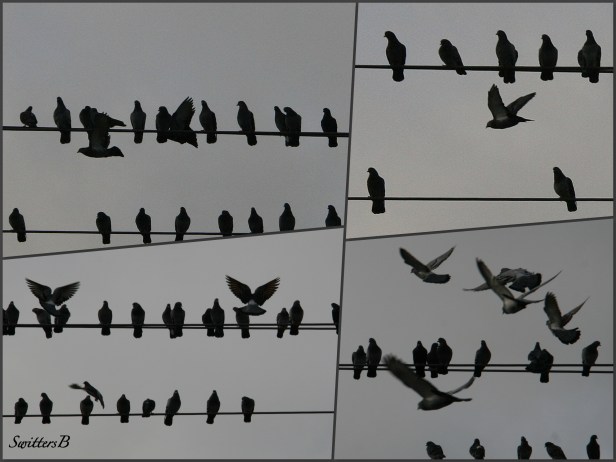 pigeons on a wire-SwittersB-photography-pigeons-Portland