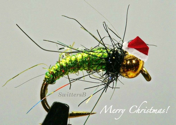 santa bug-pupa-macro-photography-SwittersB