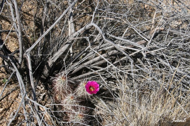 single bloom-cactus-desert-SwittersB-photography-Mojave