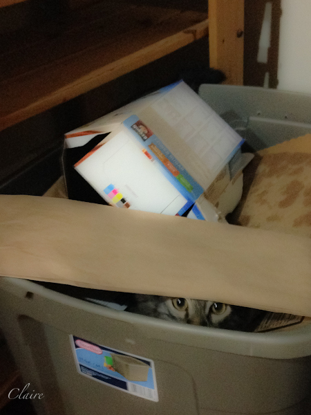 Violet-Peekaboo-Kitty-Pet-Photography-SwittersB