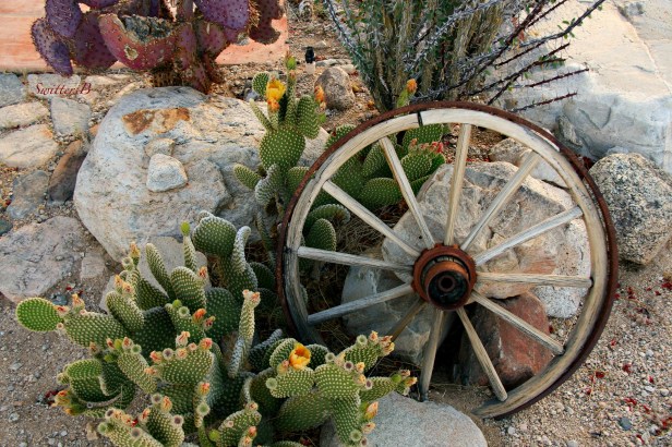 wagon wheel-desert-cactus-mojave-SwittersB-Joshua Tree