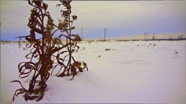 windblown-snow-ckh-Winter=photography-SwittersB