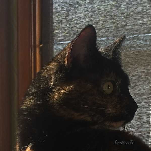 Cat, Pet, Tortoise Shell, Alert, SwittersB