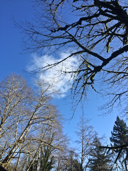 beckoning-blue sky-branches-Oregon-SwittersB