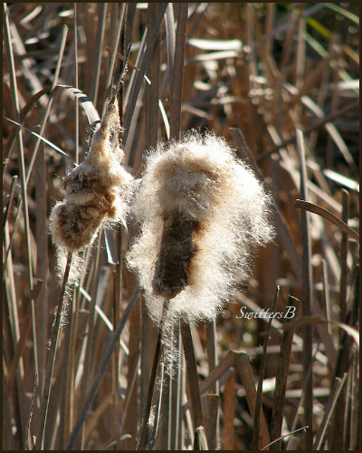 cattails-fuzzy-nature-reeds-photography-Oregon-SwittersB
