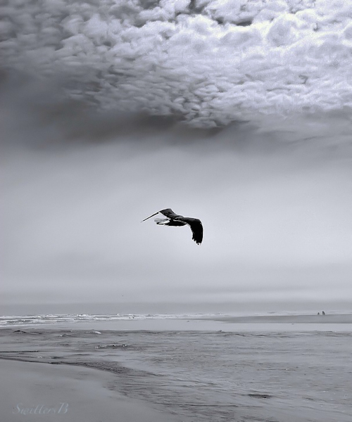 Oregon Coast-Bird-Flight-Beach-SwittersB