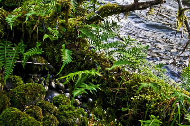 Oregon, ferns, moss, river, SwittersB