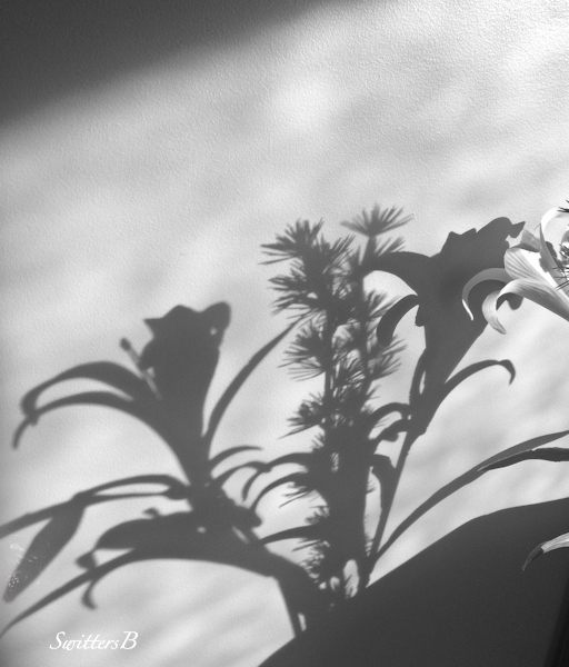 flowers-shadows-photography-SwittersB-light