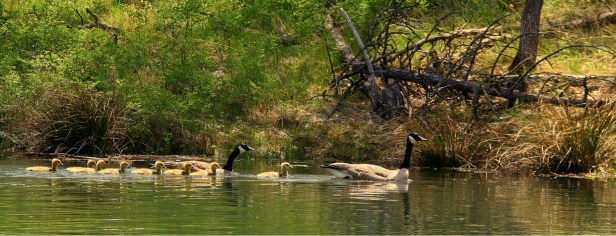 Geese-Oregon-Lake-Goslings-SwittersB