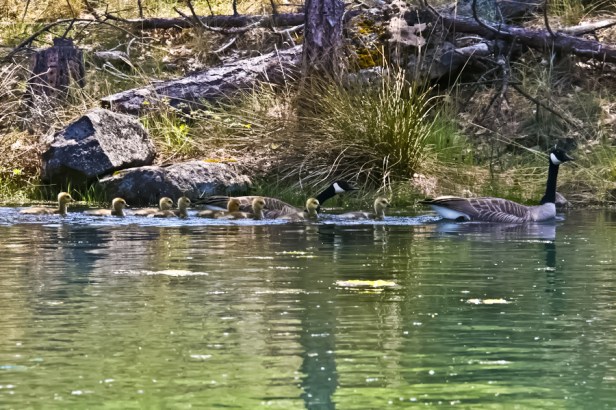 Geese-Oregon-SwittersB-Lake-Goslings