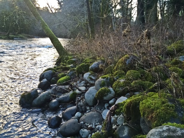Oregon, shoreline, river, high water signs, SwittersB