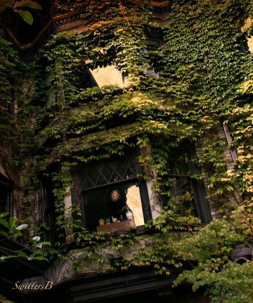 Ivy-Windows-photography-Seattle-SwittersB
