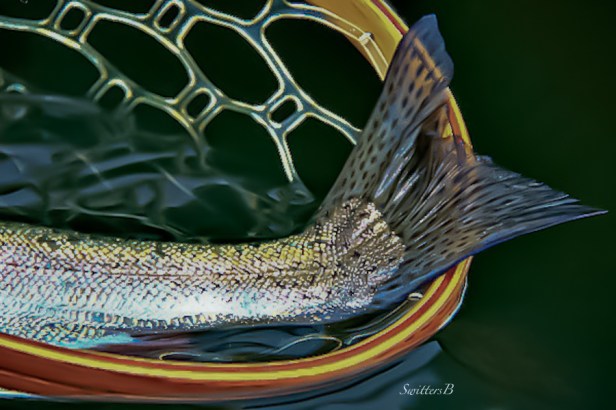 Trout, Central Oregon, Tail, Net, SwittersB