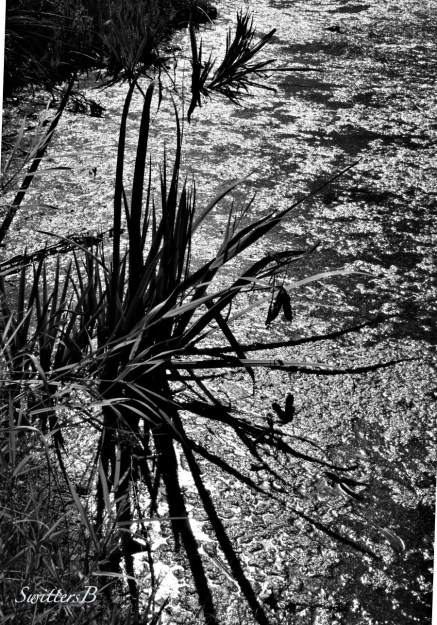 shadows, glare, pond, SwittersB, Oregon