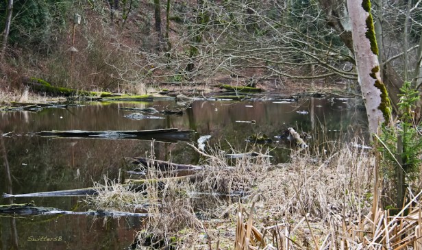 reed canyon-wetland-Oregon-Portland-Winter
