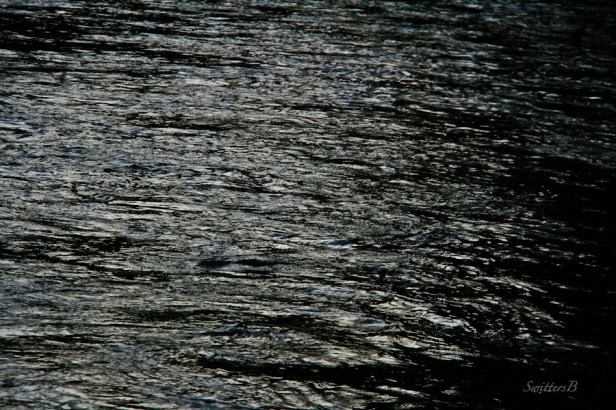river-surface-busy water-Oregon-SwittersB