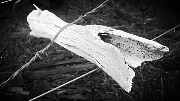 twisted-barbwire-Oregon-rural-photography-SwittersB-TMuncy