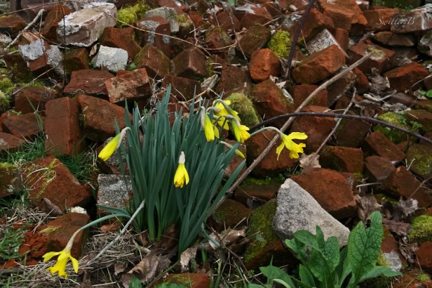 bricks-daffodils-Spring-Oregon-SwittersB