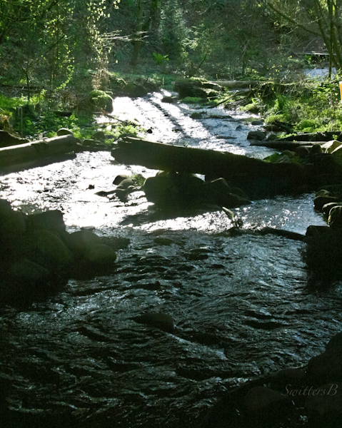 Crystal Springs-Portland-Oregon-Reed Canyon-SwittersB