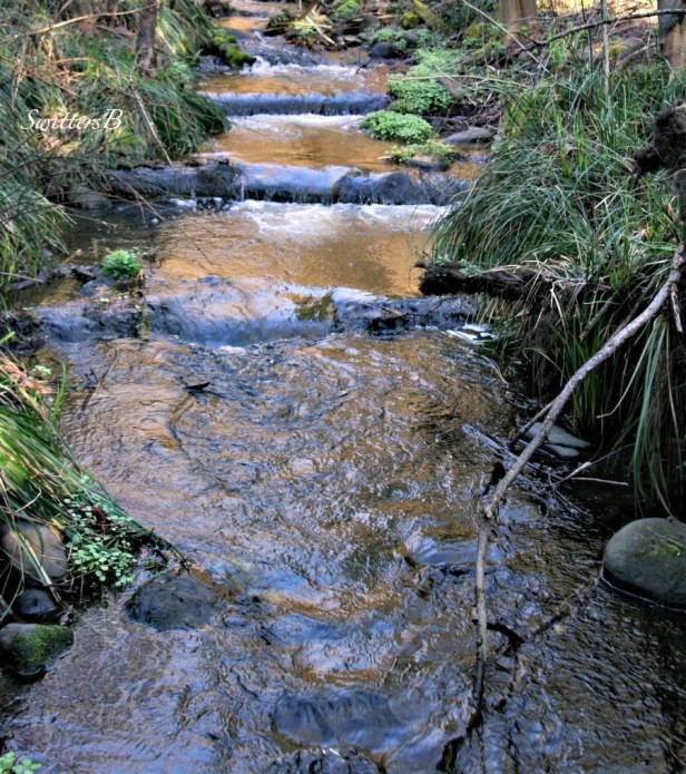 Crystal Springs-Portland-stairsteps-Reed Canyon-SwittersB