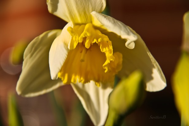daffodil-Spring-flower-SwittersB
