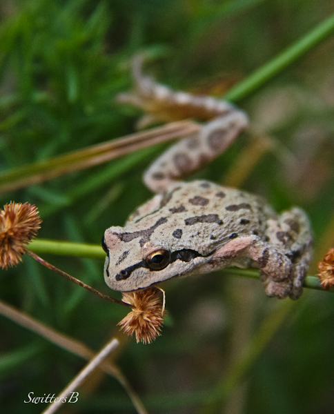 frog-Leapy-Bucky-SwittersB-Oregon