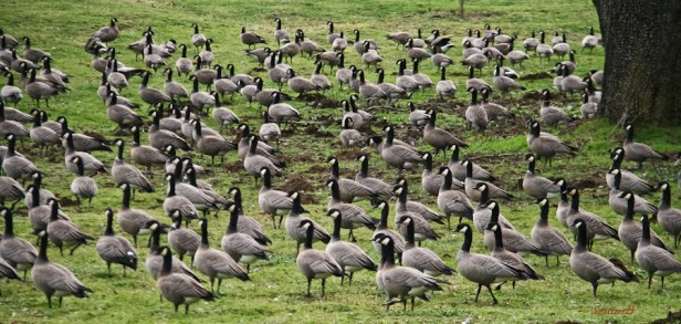 gaggle-geese-Oregon-SwittersB