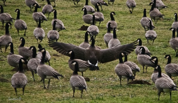 geese-wingspan-gaggle-Oregon-SwittersB