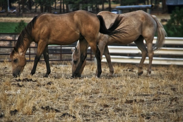 horses-Oregon-rural-Wamic-SwittersB-photography