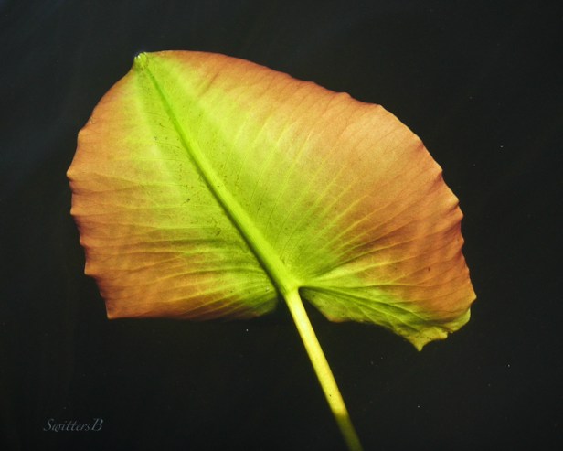 lily pad-floating-lake-SwittersB-Oregon
