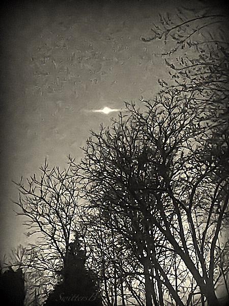 moon-trees-silohuette-fog-Oregon-SwittersB