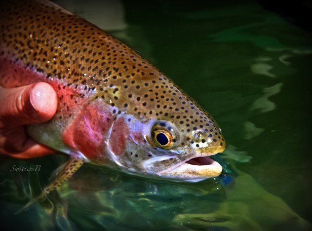 rainbow trout-fish-release-Oregon-SwittersB-fly fishing