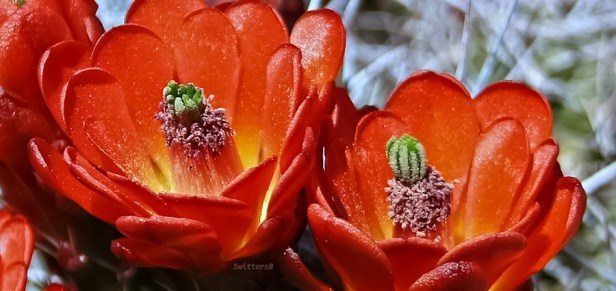 Red-Cactus Blooms-Desert-Mojave- JTNP SwittersB
