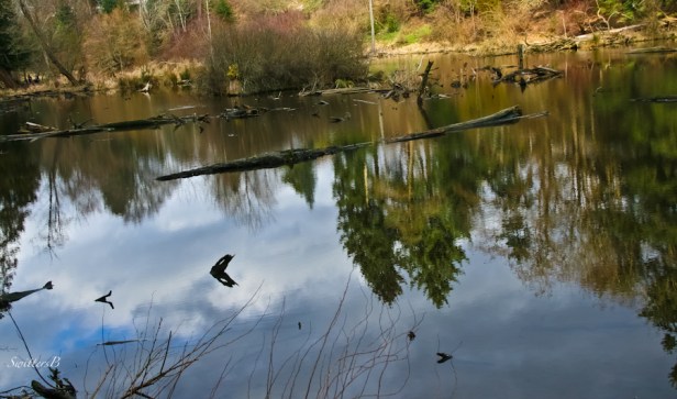 Reed Canyon-Portland-reflections-SwittersB