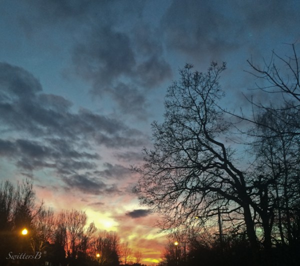 tree branch-silhouette-sunset-Oregon-SwittersB