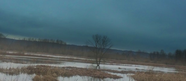 tree-wetland-Oregon-SwittersB-Portland