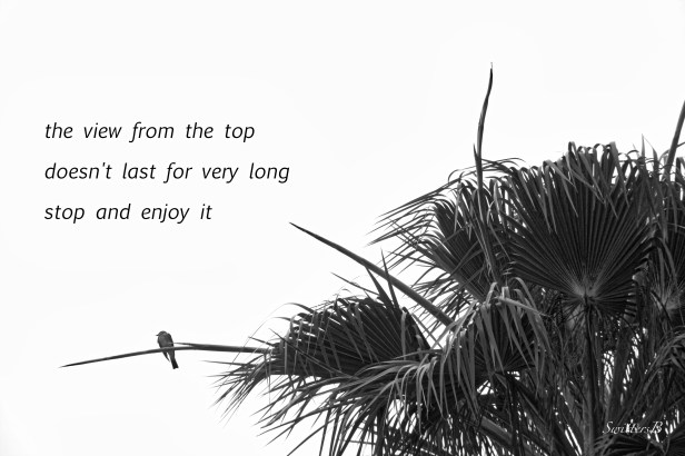 bird-palm tree-life-view-SwittersB-photo