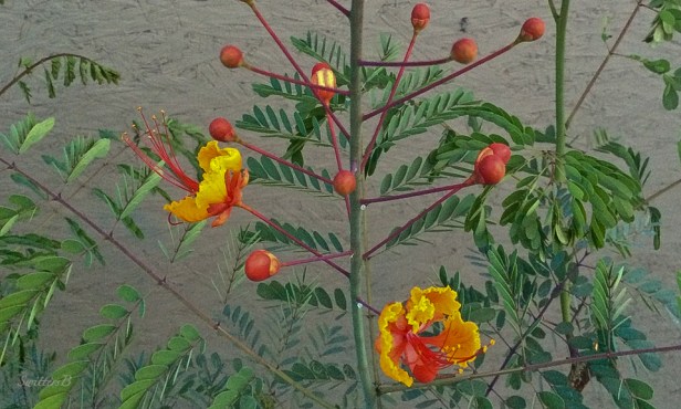 blooms-plant-flowers-landscape-SwittersB-Pride of Barbados Flower
