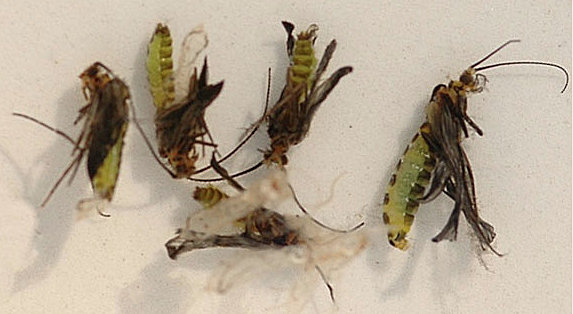 caddis pupa-Brachycentrus-SwittersB-Hafele-The Fly Fishing Shop