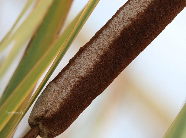 cattail-plants-Oregon-nature-SwittersB