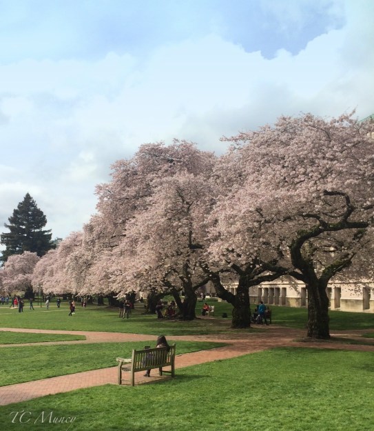 cherry blossoms-UW-Seattle-springtime-trees