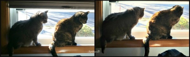 copy cats-SwittersB-pets-cats